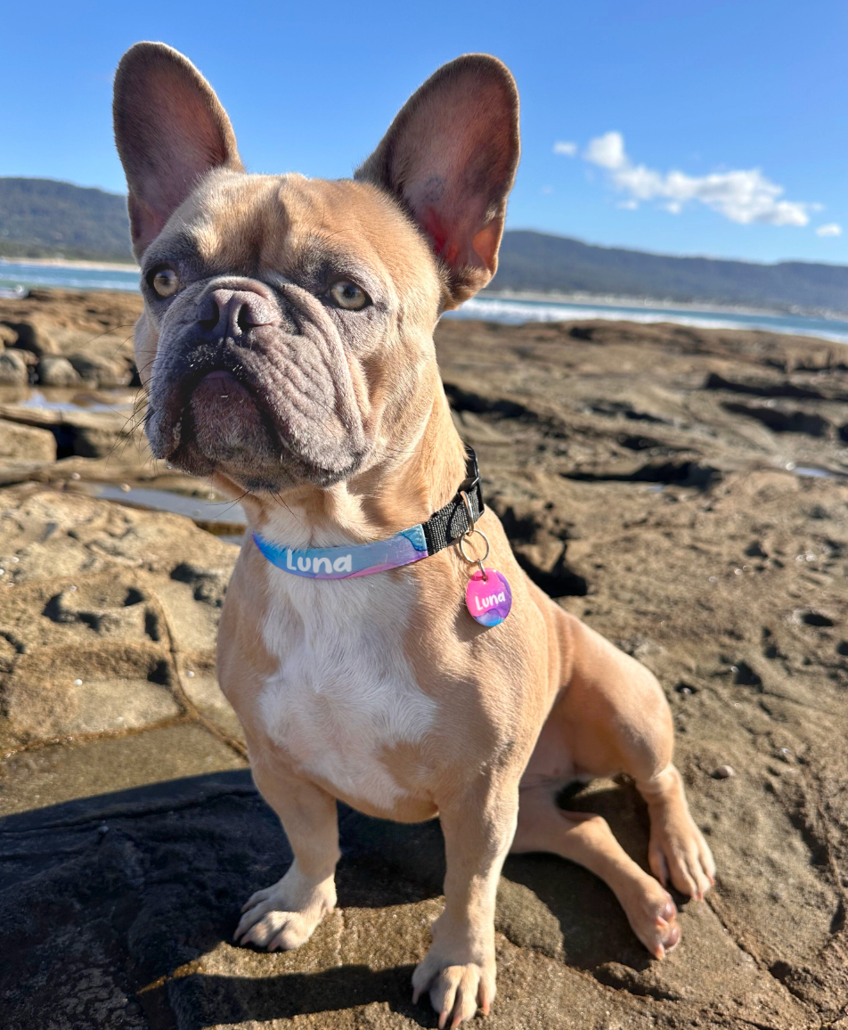 Dog wearing a matching Luna dog tag and collar from Bright Star Buddies