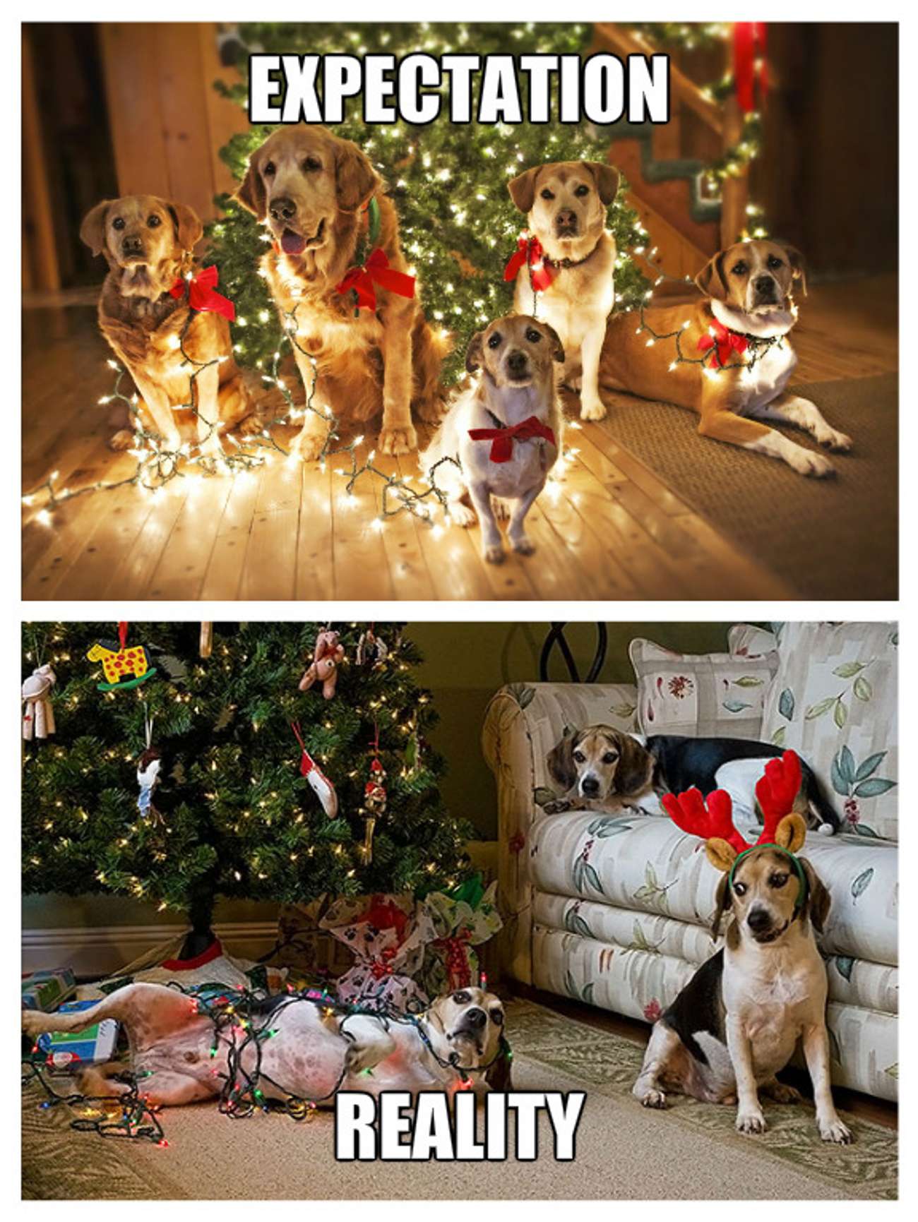 Pet Christmas Photos Crazy Christmas Pets BSB