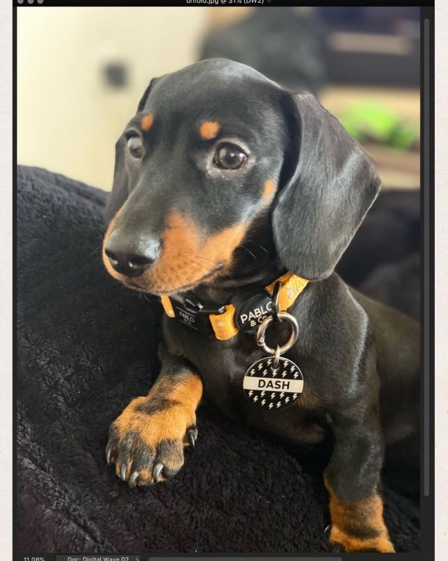 Cute Dog Names For A Sausage Dog BSB