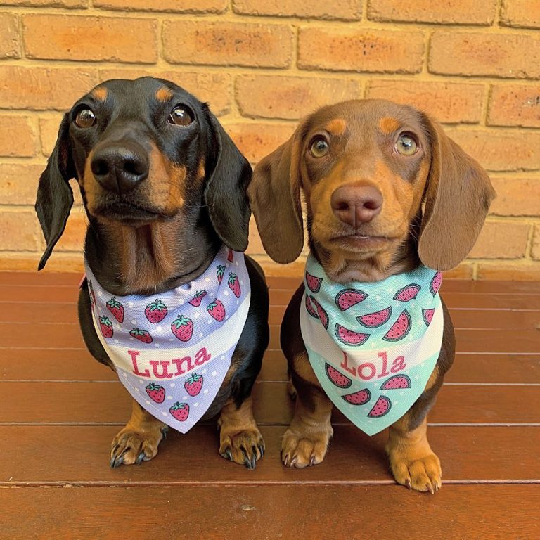 Cute Dog Names For A Sausage Dog BSB