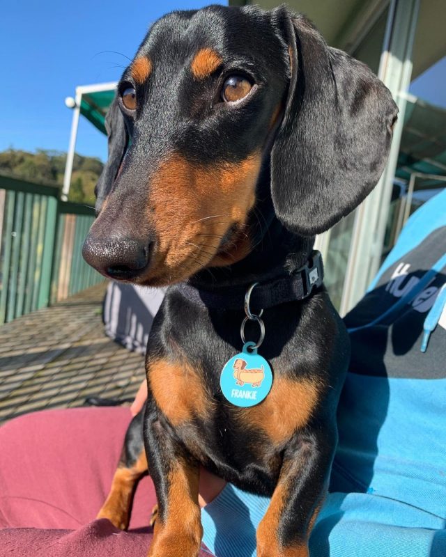 Cute Dog Names For A Sausage Dog BSB