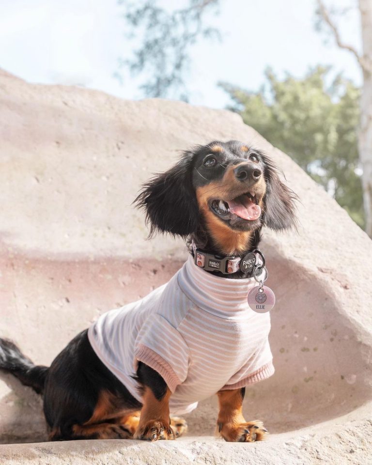 Cute Dog Names For A Sausage Dog BSB