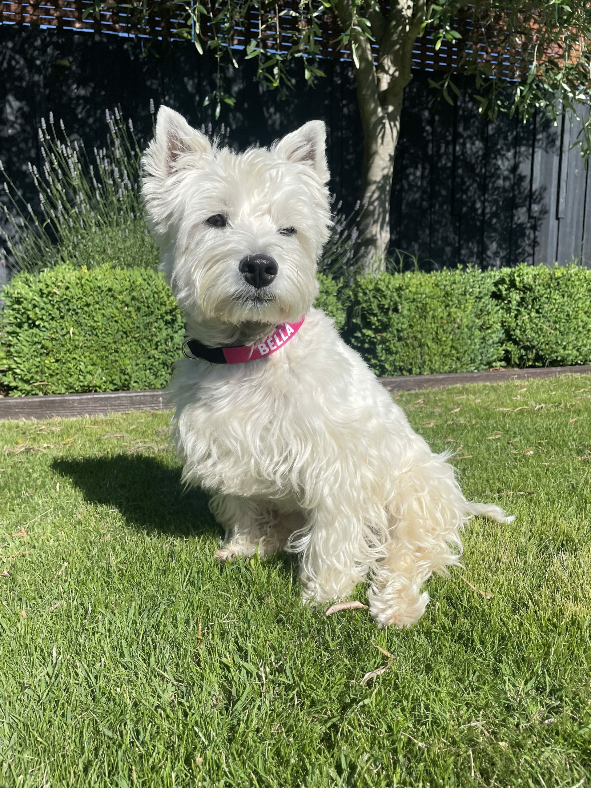Dog wearing a hot pink Bella personalised dog collar from Bright Star Buddies