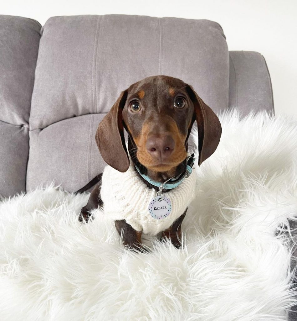 Cute Dog Names For A Sausage Dog BSB