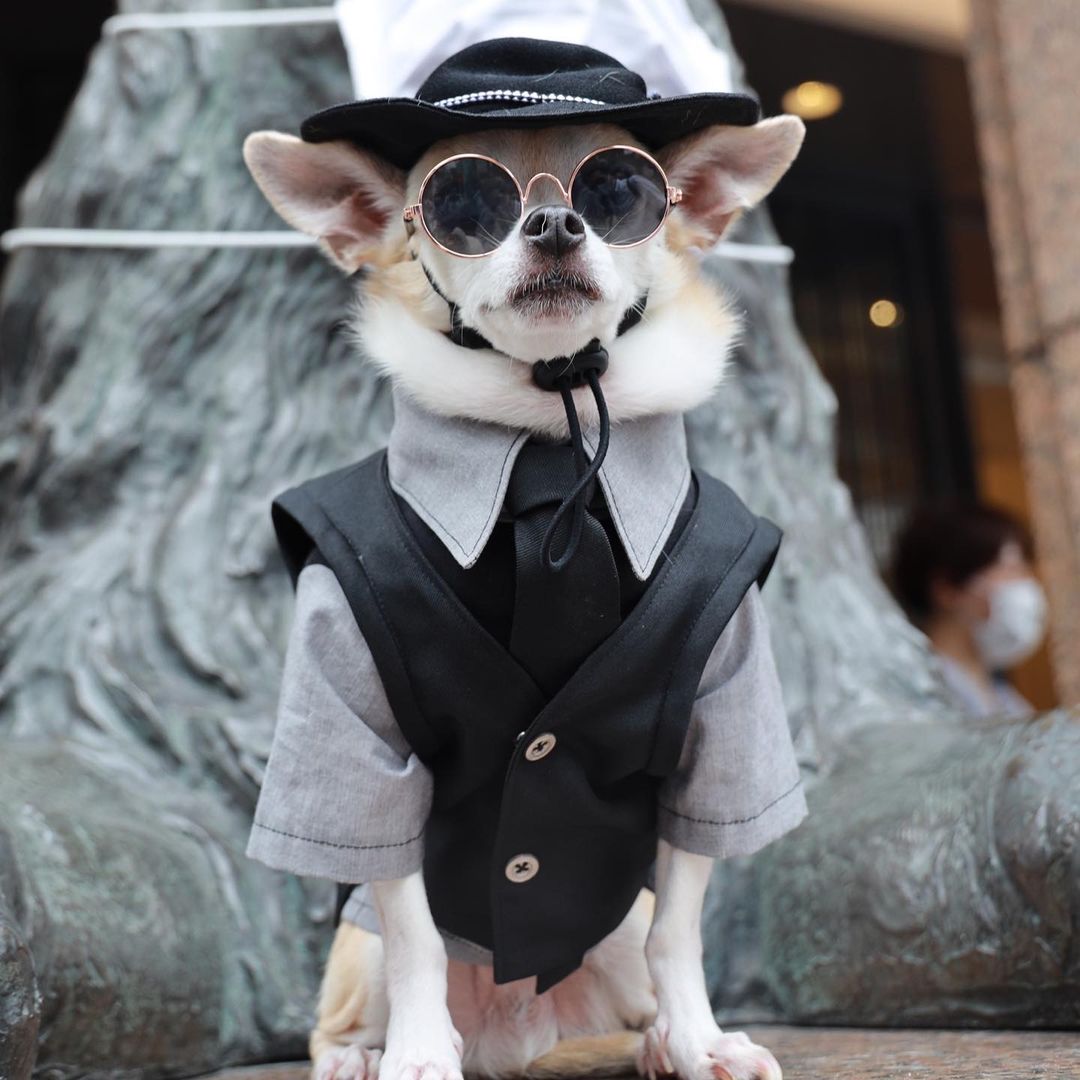 International Dog Day