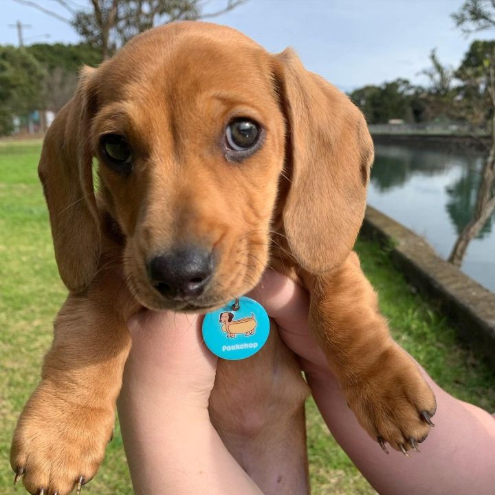 Cute Dog Names For A Sausage Dog BSB