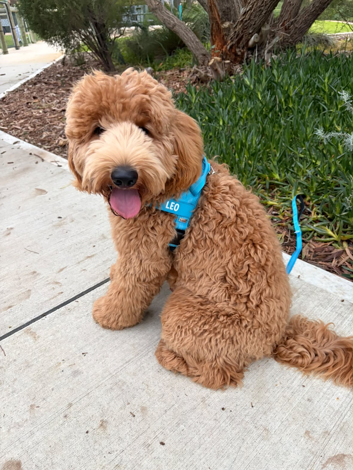 Dog wearing a blue no-pull dog harness from Bright Star Buddies