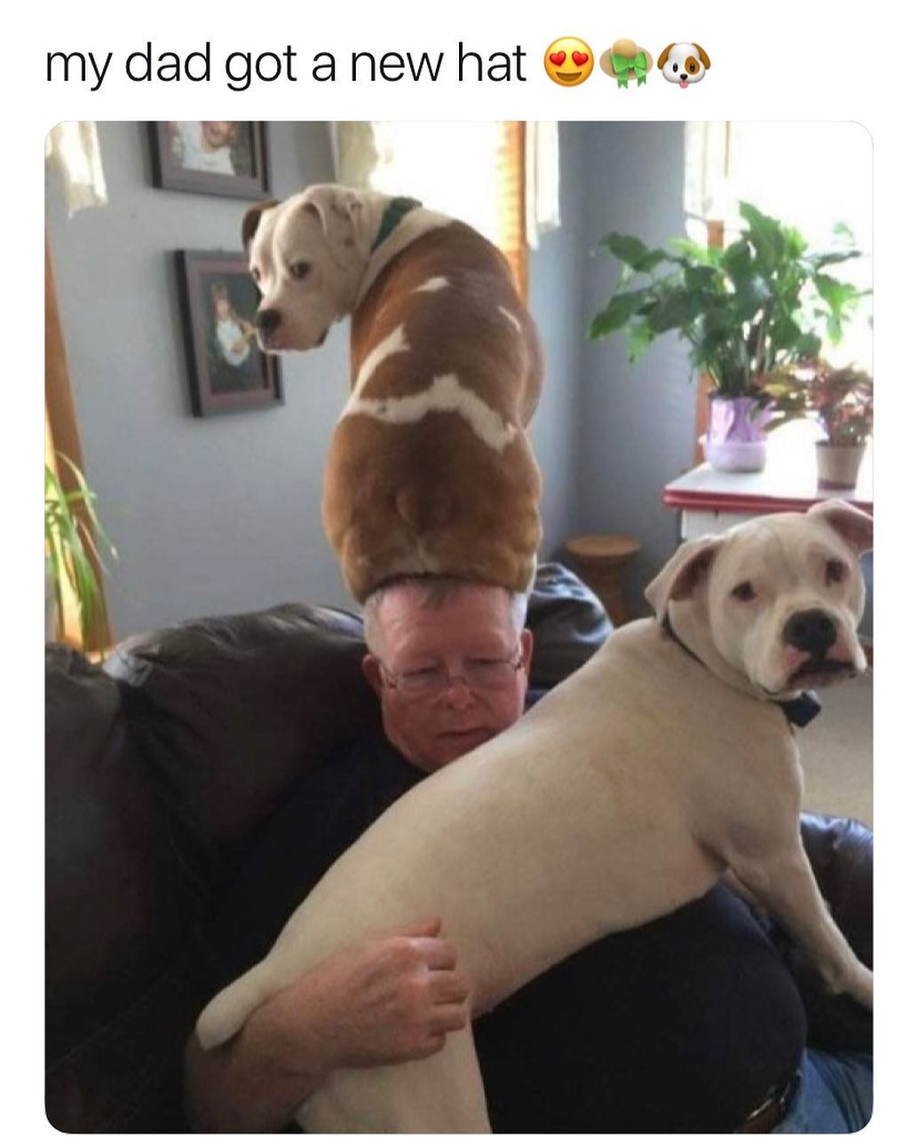 Dad and Dog Meme