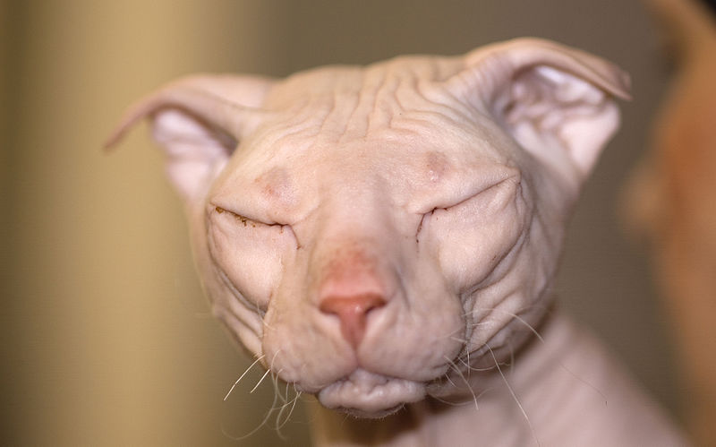 hairless cat breeds