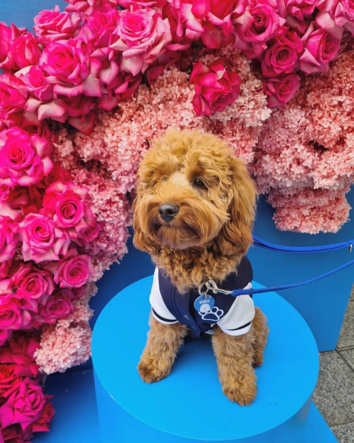 20 Top Selling and Most Popular Dog Tags BSB