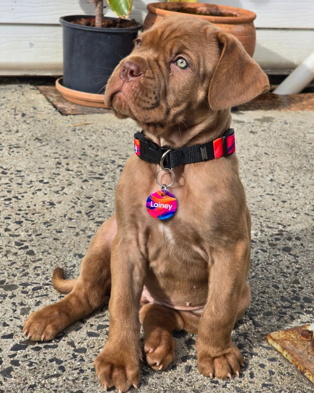 Dog wearing a Lainey Premium Dog Tag from Bright Star Buddies