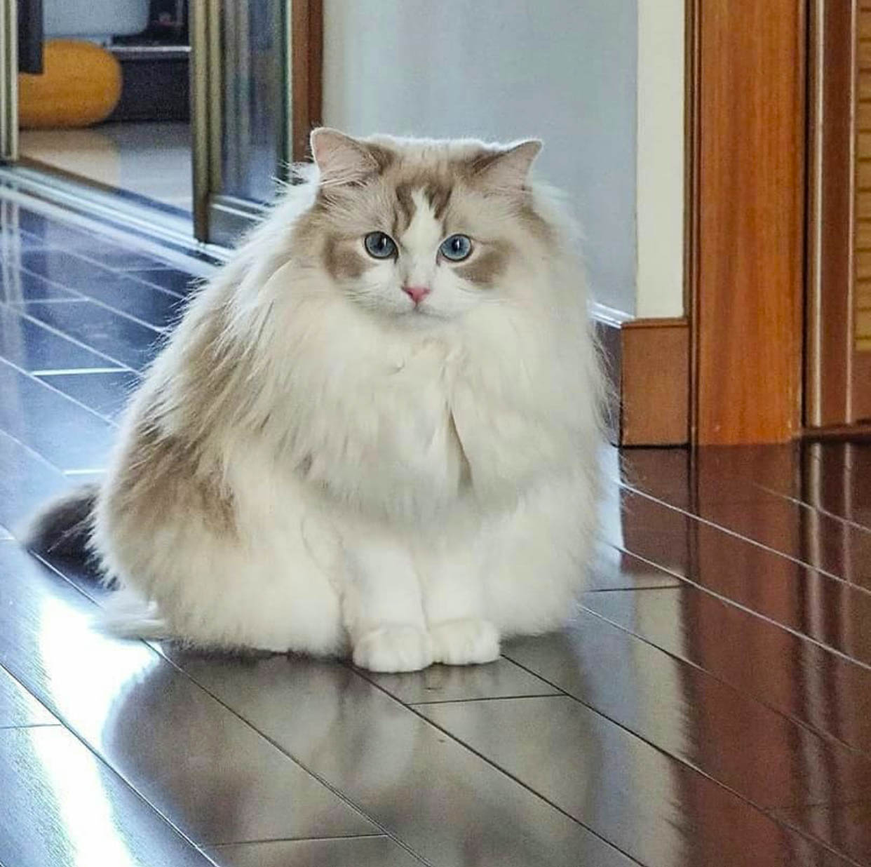 fluffiest cat breeds