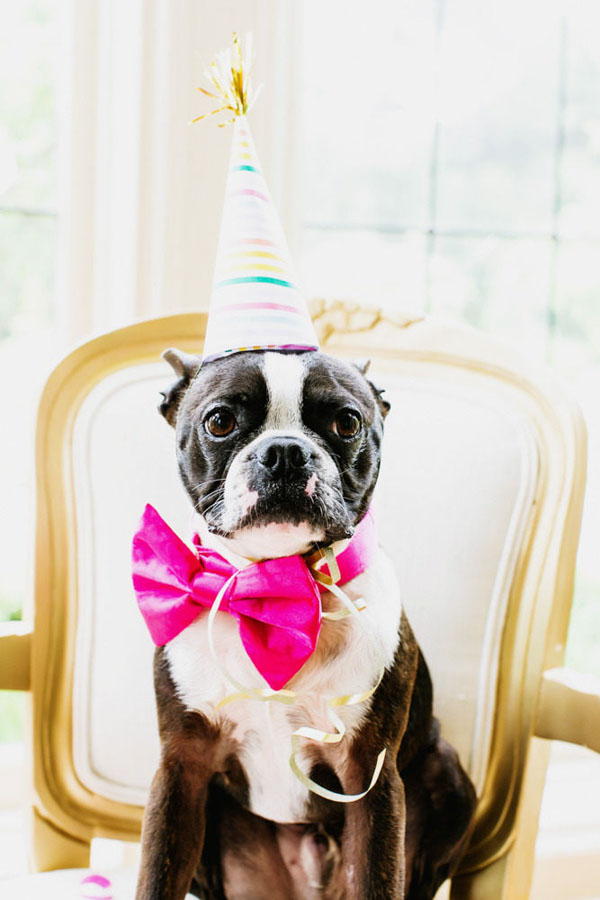 Dog Birthday Cake