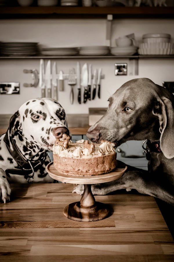 Dog Birthday Cake