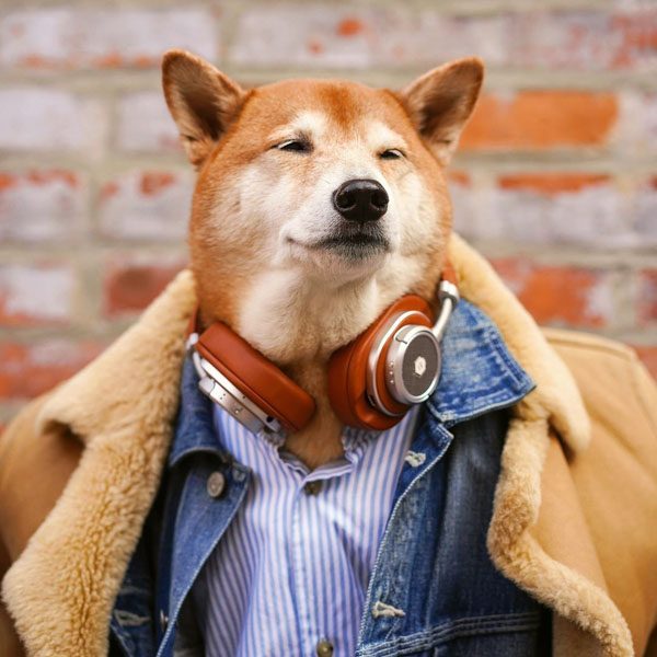Rich and Famous Dogs