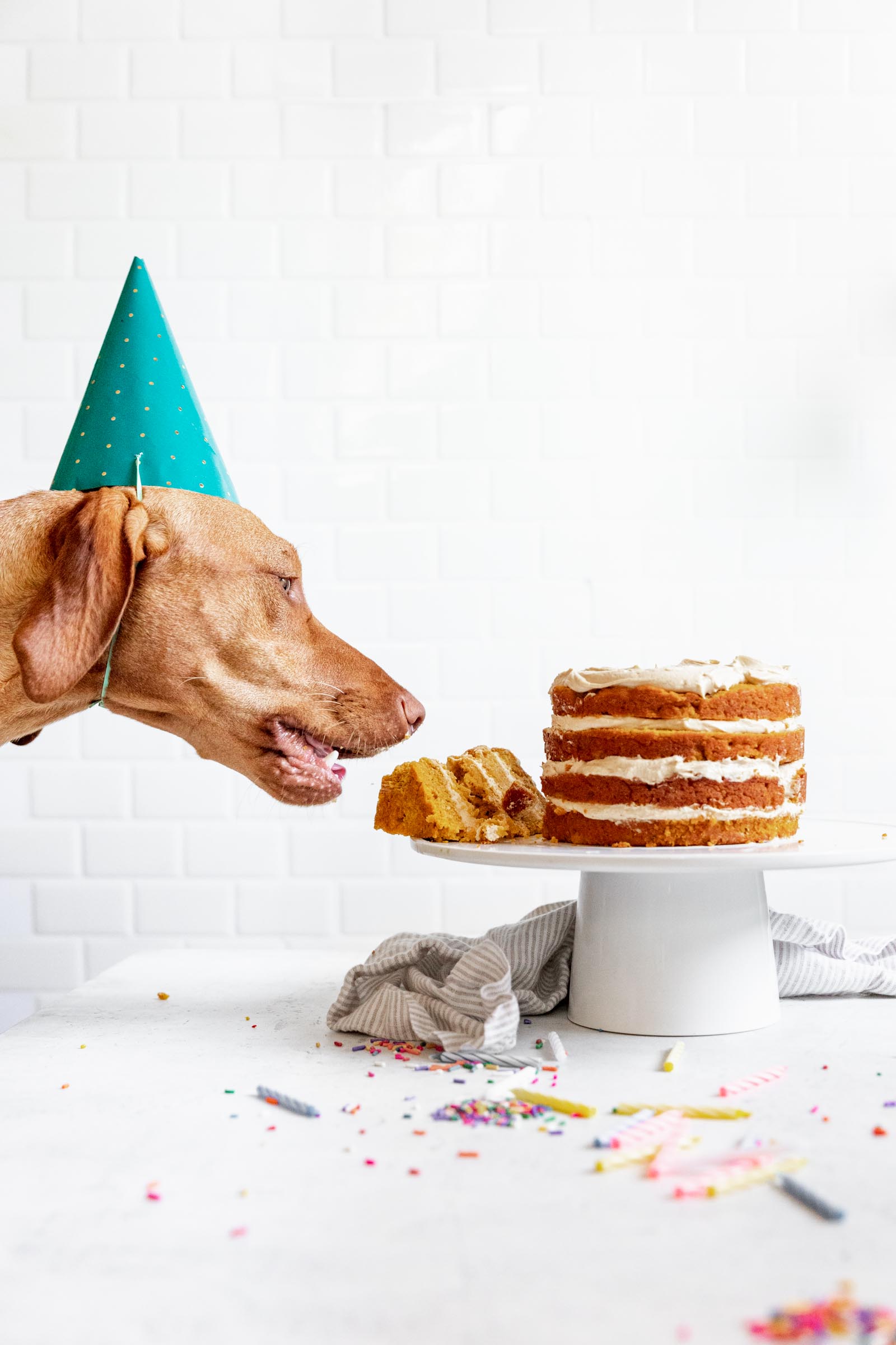 can you give a dog cake