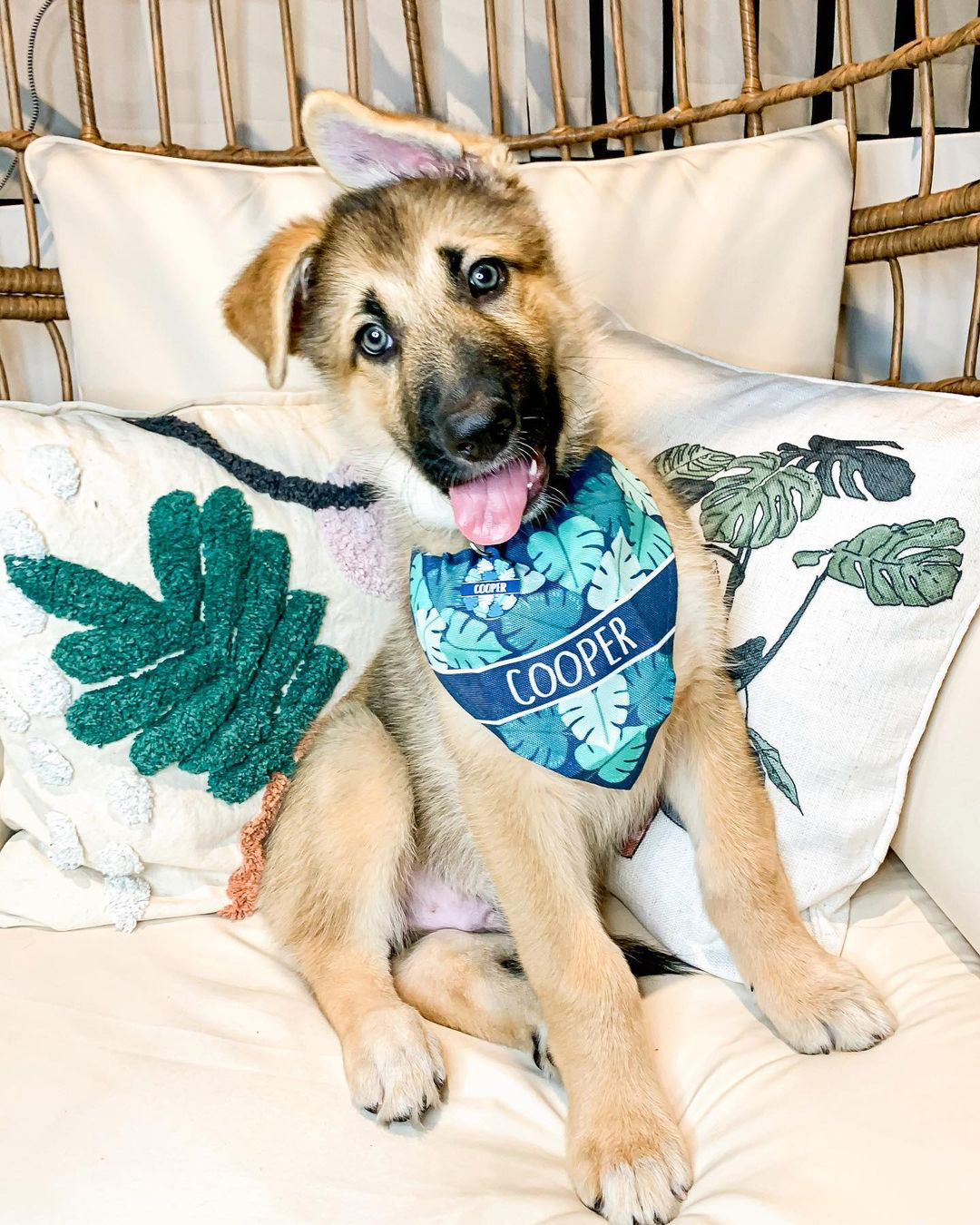 Dog wearing a dog bandana