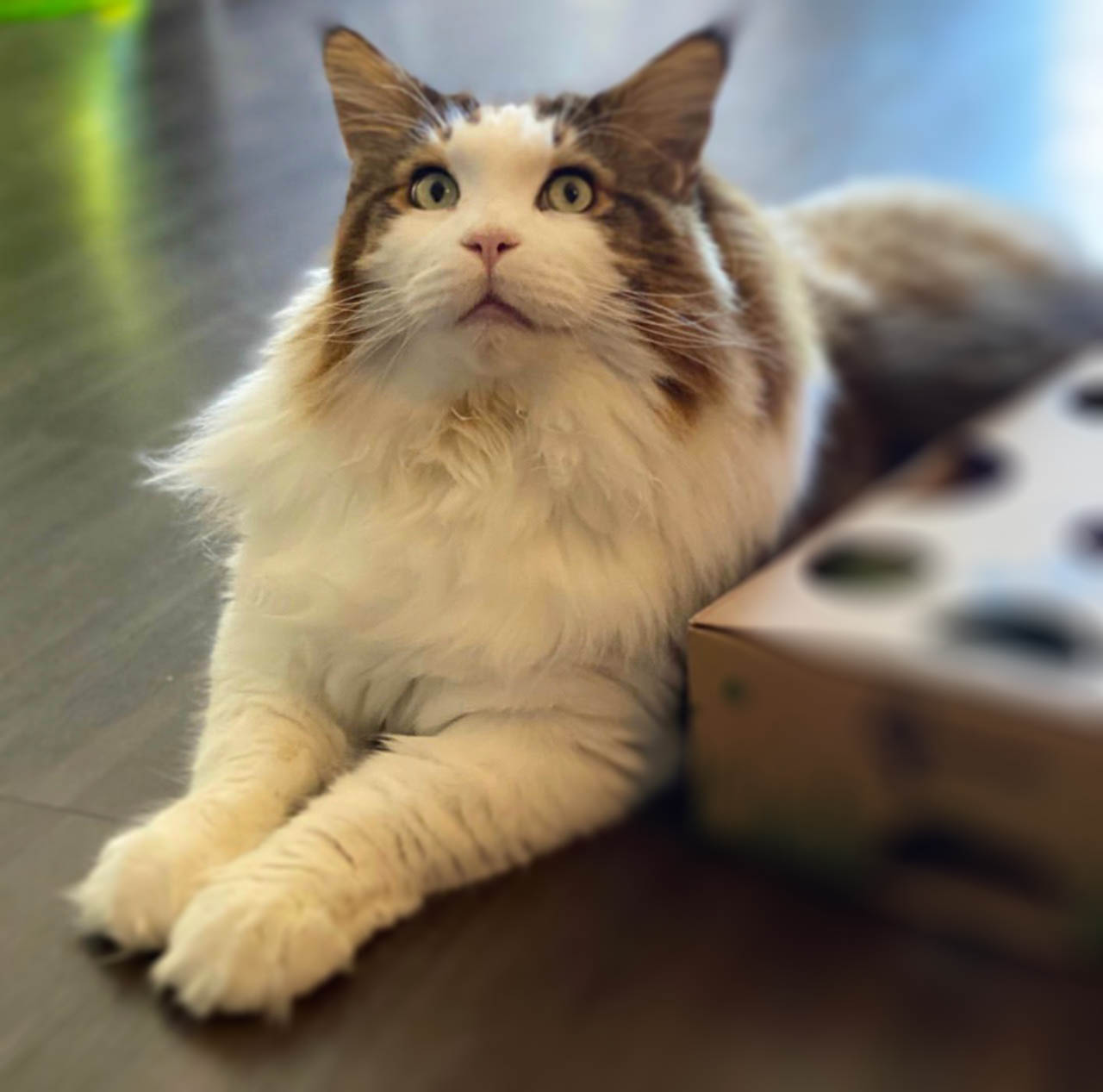 fluffiest cat breeds