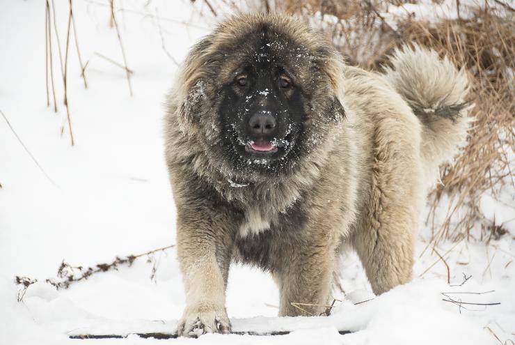 Biggest Dog In The World