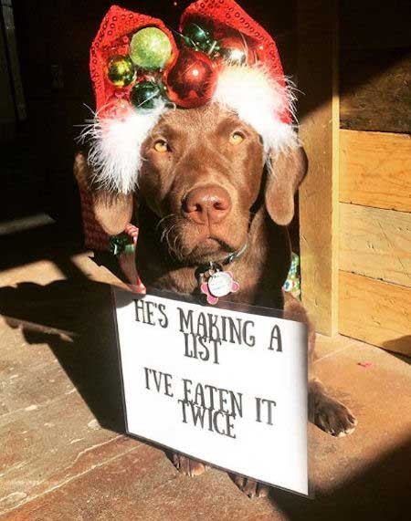 Pet Christmas Photos: Crazy Christmas Pets - BSB