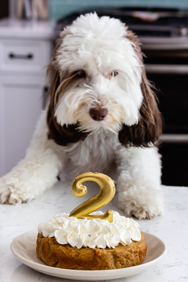 dog cake