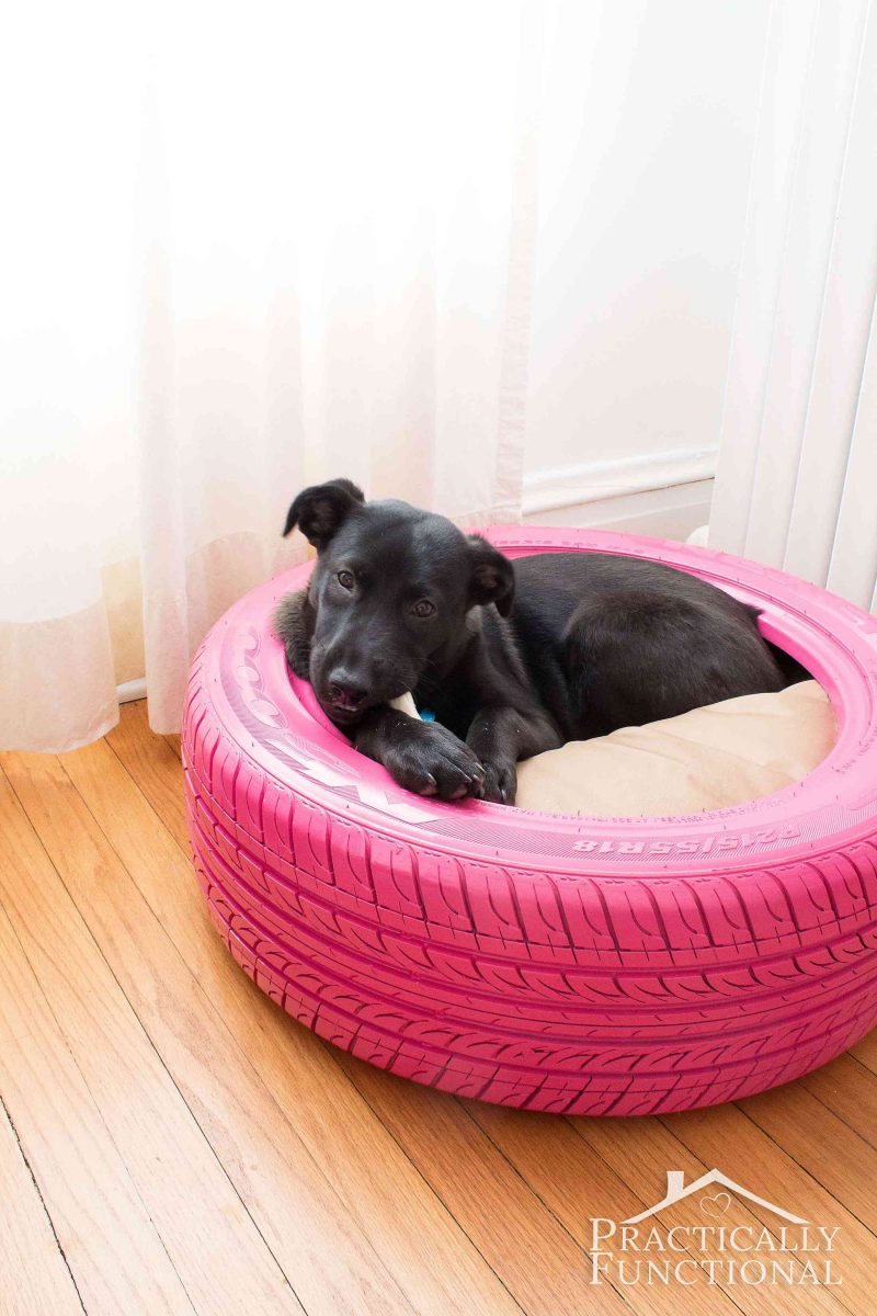 dog beds