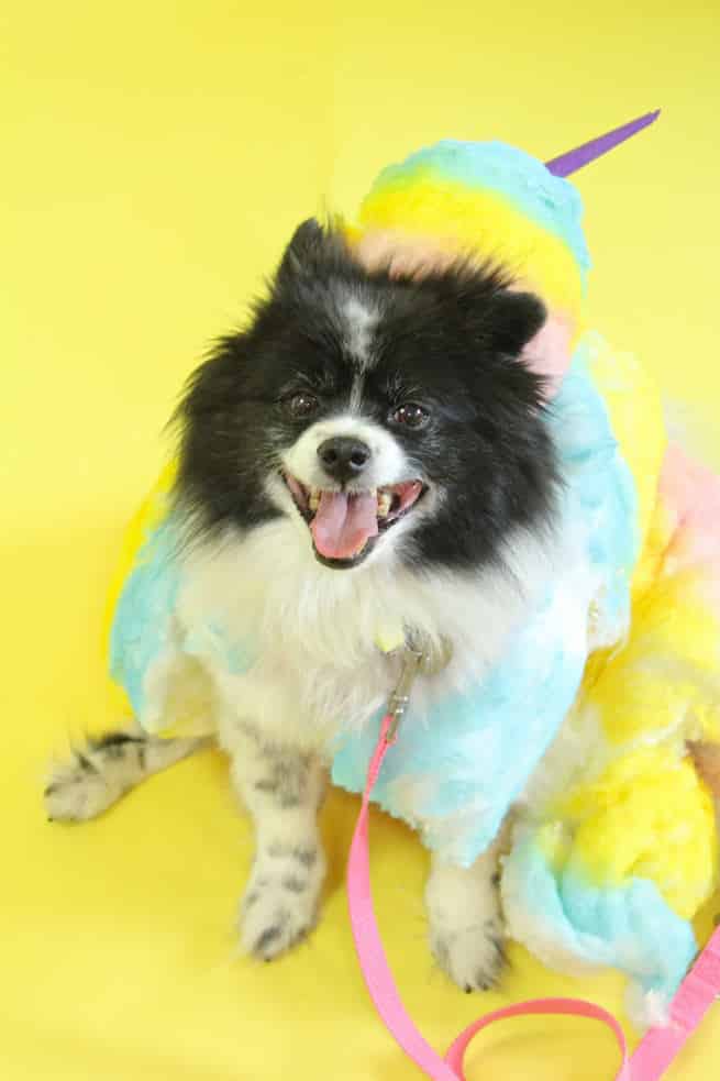Funny Dog Costumes Funny Dog Costumes
