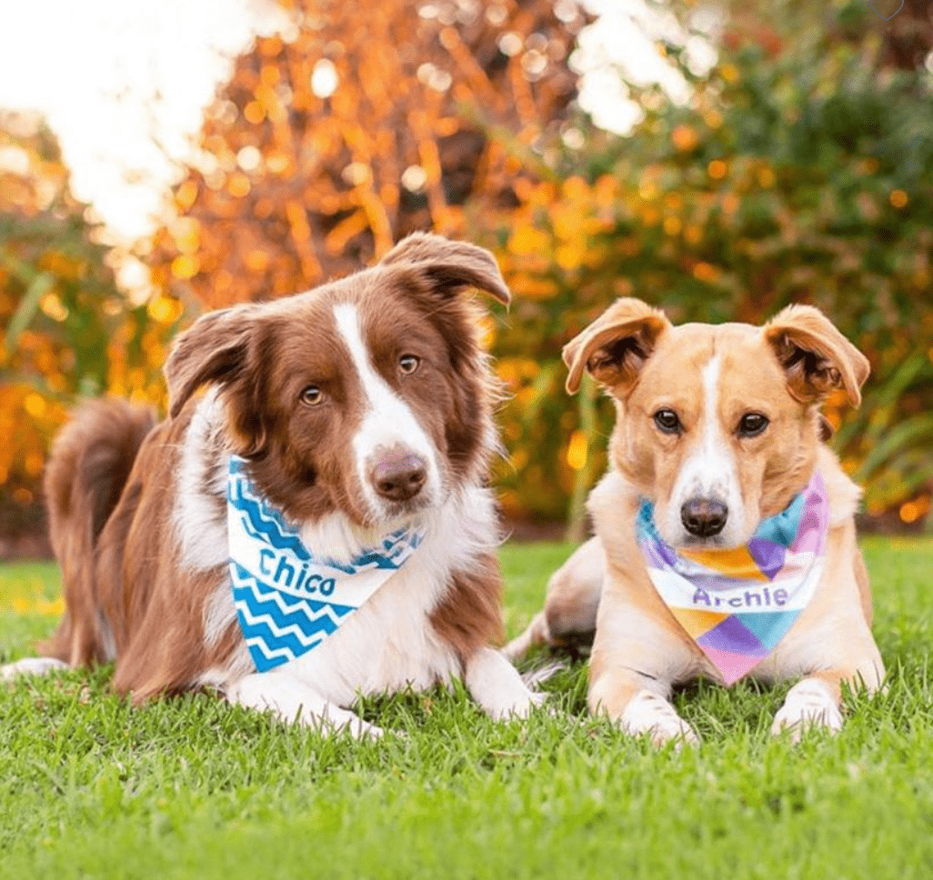 Dog Christmas Presents