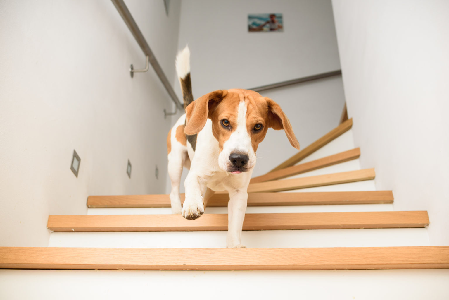 Dog Activities Dog Activities