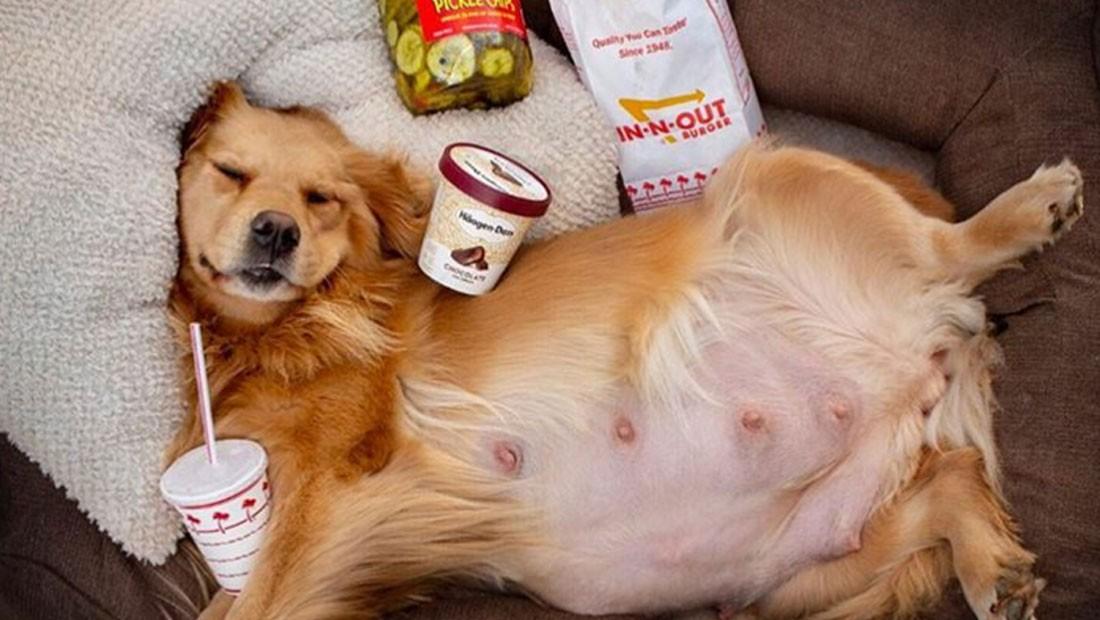 Dog Maternity Photos: Cute Dog Photoshoot Ideas - BSB DIY Dog Photos Dog Maternity Photos: Cute Dog Photoshoot Ideas - Bsb Diy Dog Photos