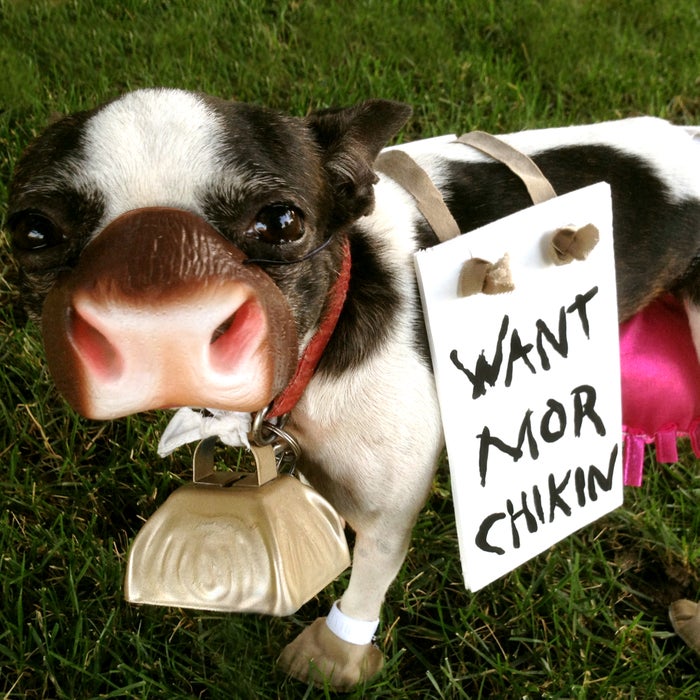 Funny Dog Costumes Funny Dog Costumes