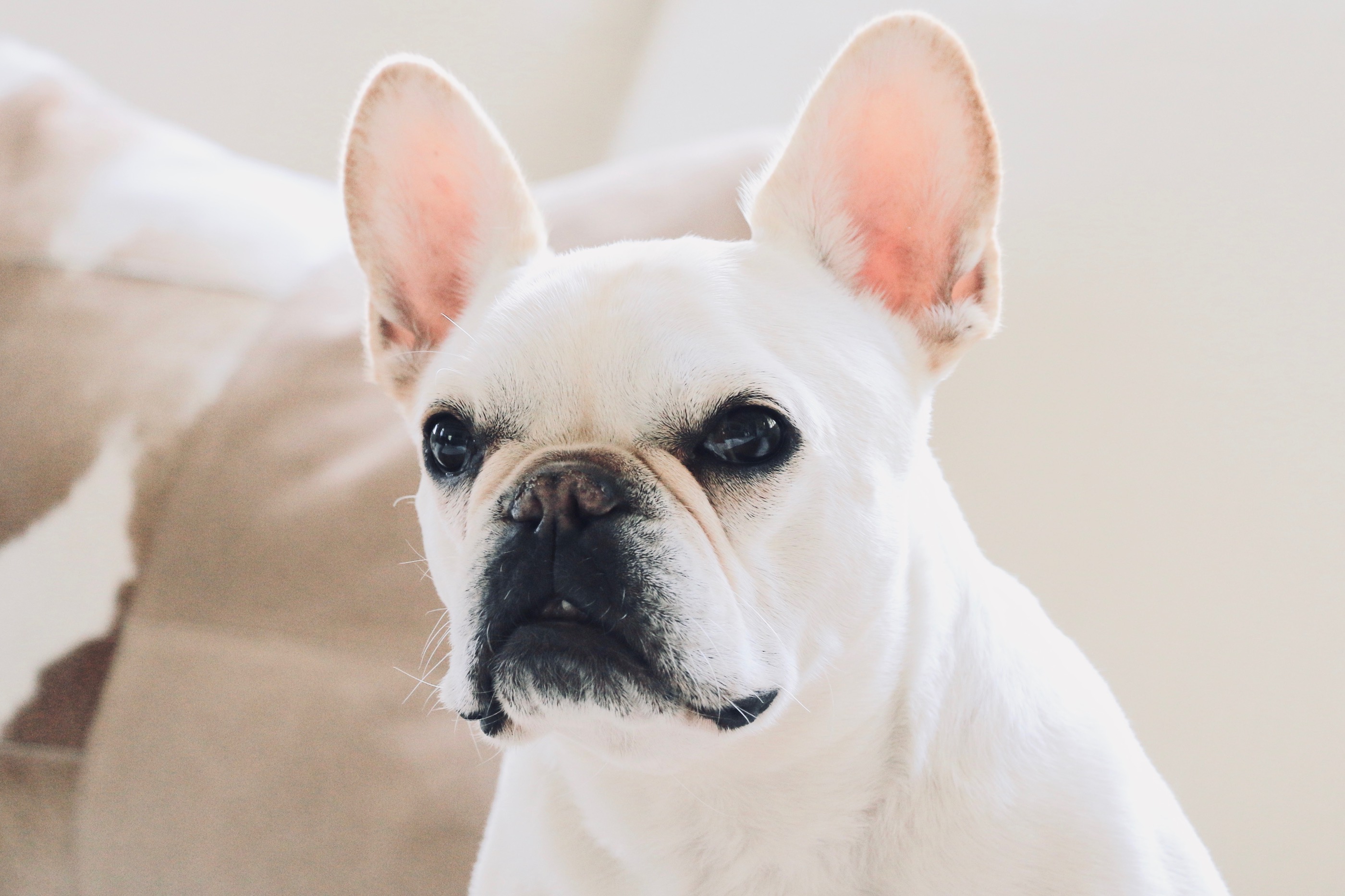 Droopy Dog 10 Cute Droopy Face Dog Breeds BSB