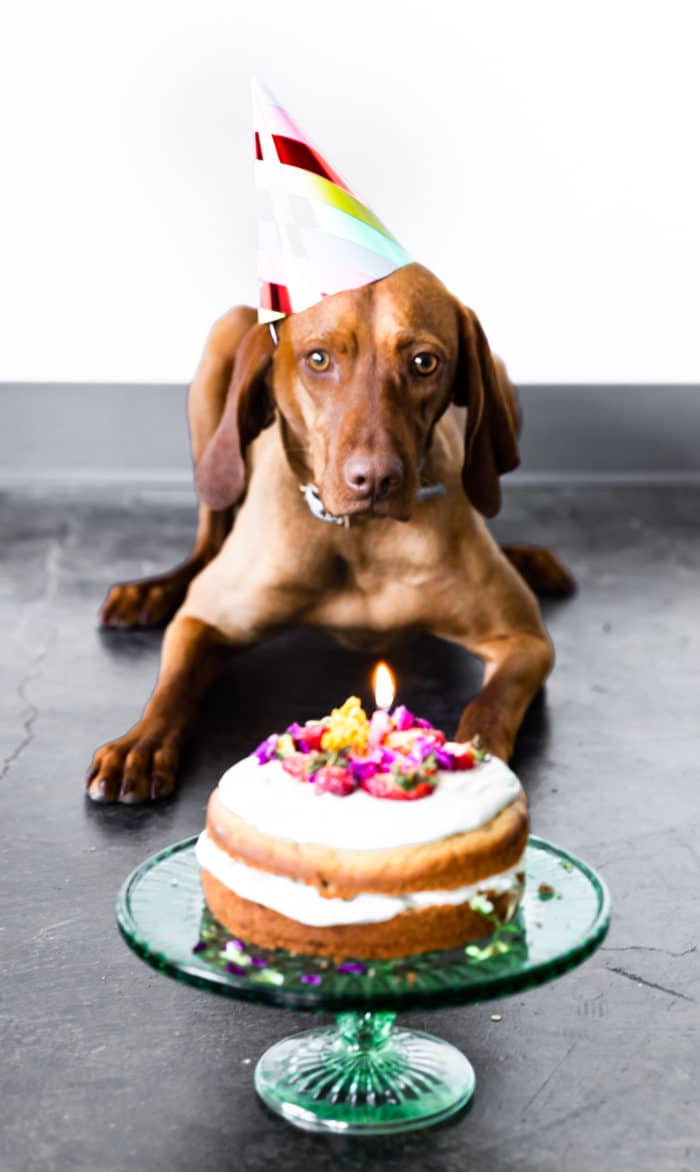 dog cake