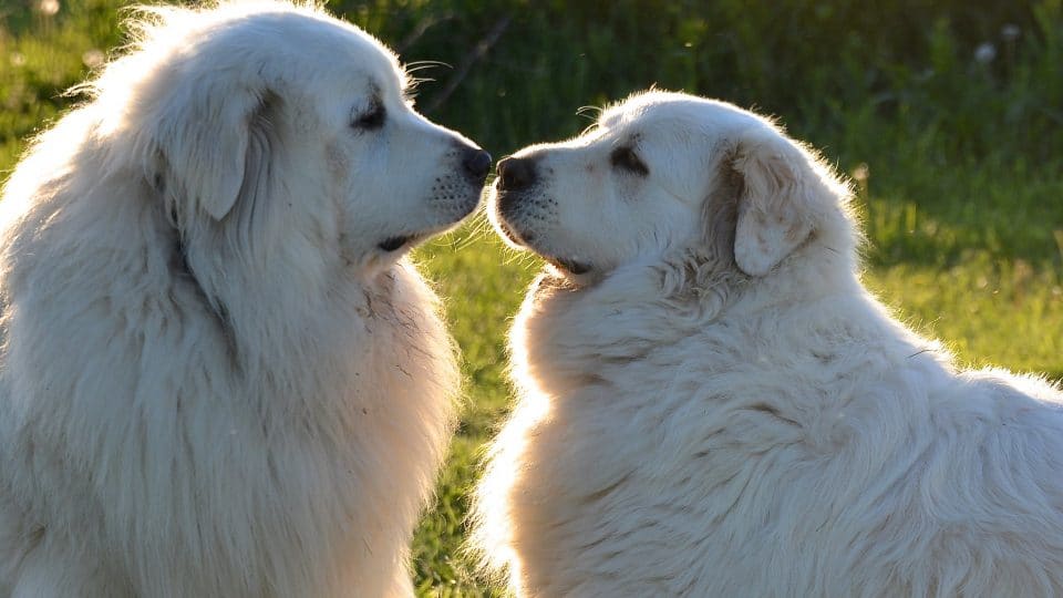 fluffy dogs