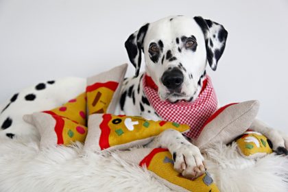 DIY Dog Toys DIY Dog Toys