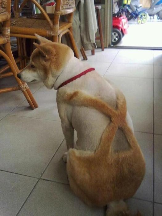 Dog Haircuts