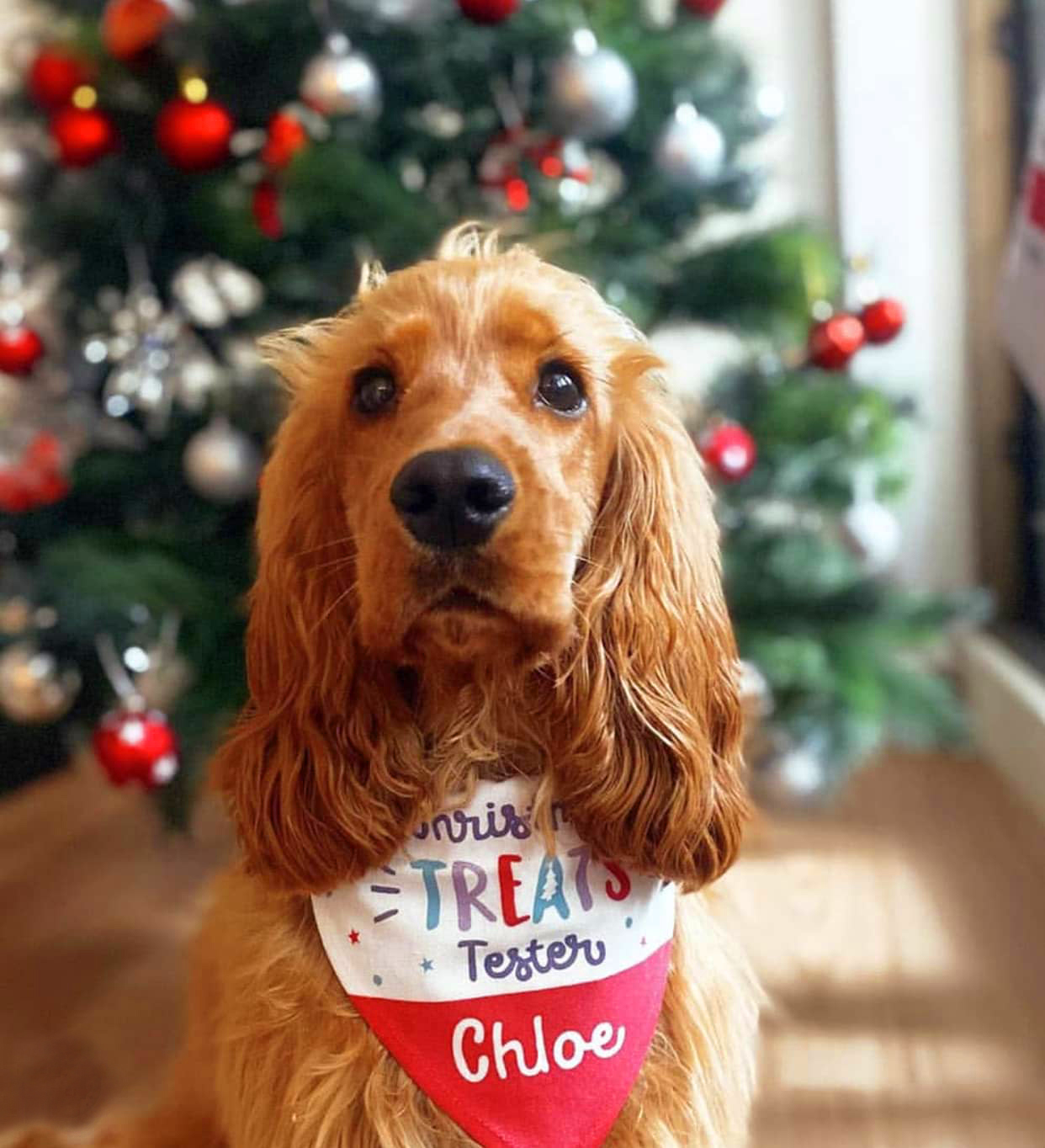 dog gifts dog gifts