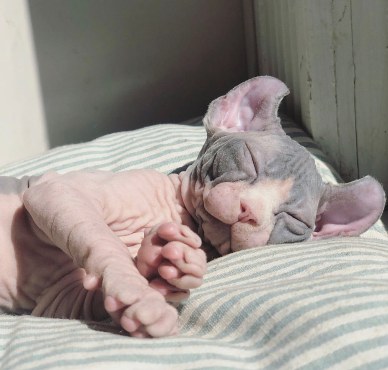 hairless cat breeds