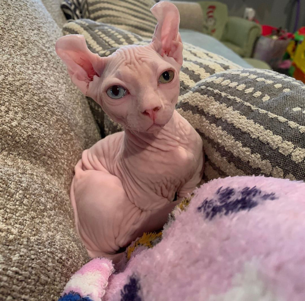 hairless cat breeds