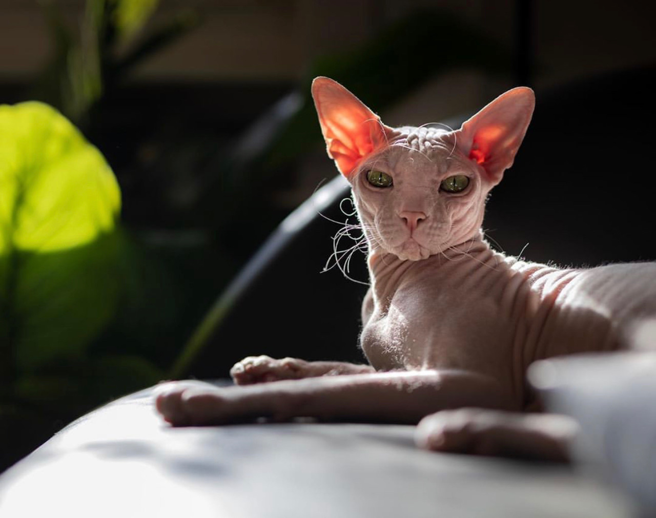 HAIRLESS CAT BREEDS