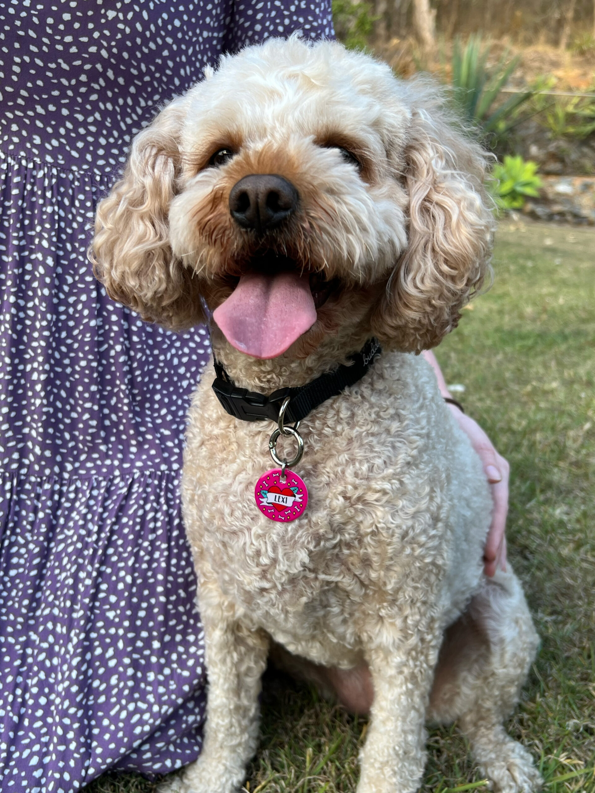 Dog wearing a Lexi Premium Dog Tag in love tattoo design from Bright Star Buddies
