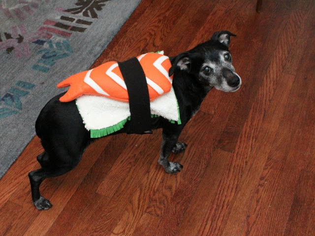 Funny Dog Costumes