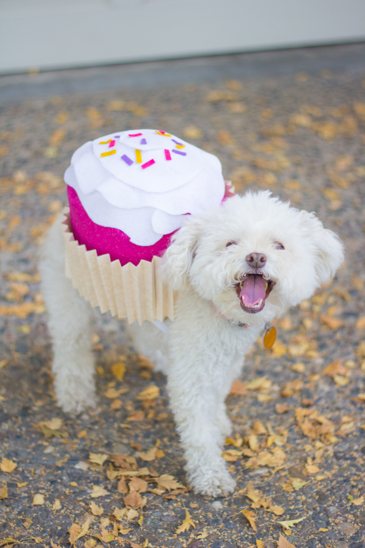 Funny Dog Costumes