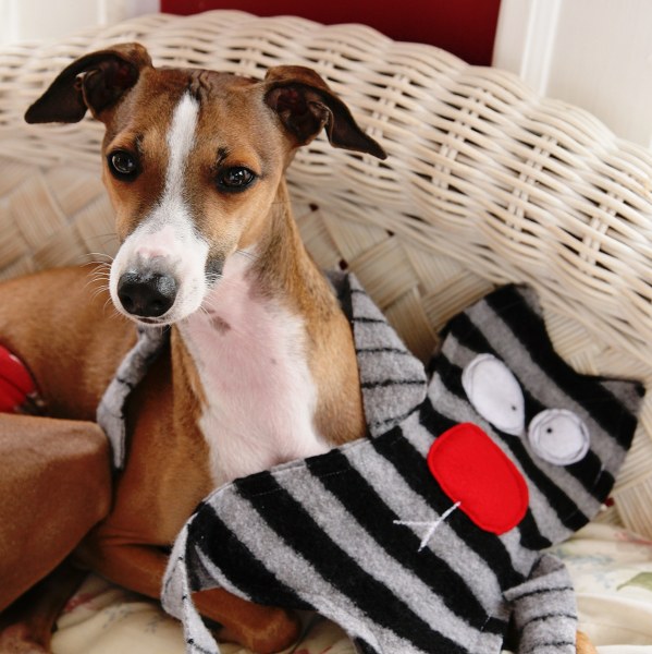 6 super simple DIY dog toys to keep your hound happy - RSPCA South Australia