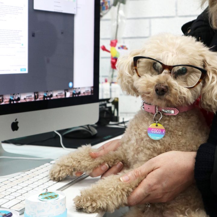 bring your dog to work day