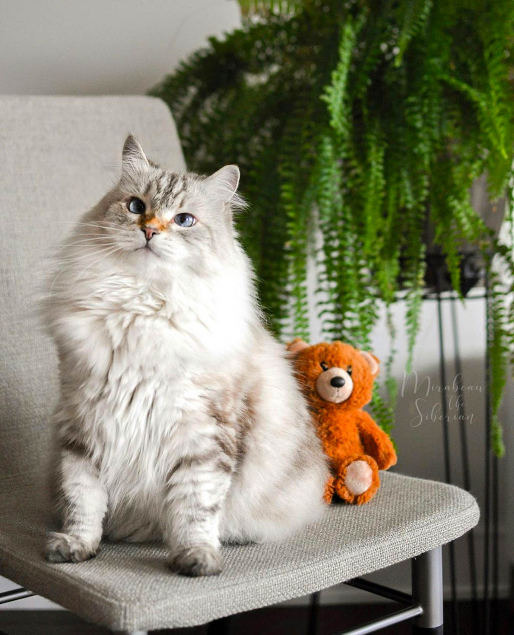 fluffiest cat breeds