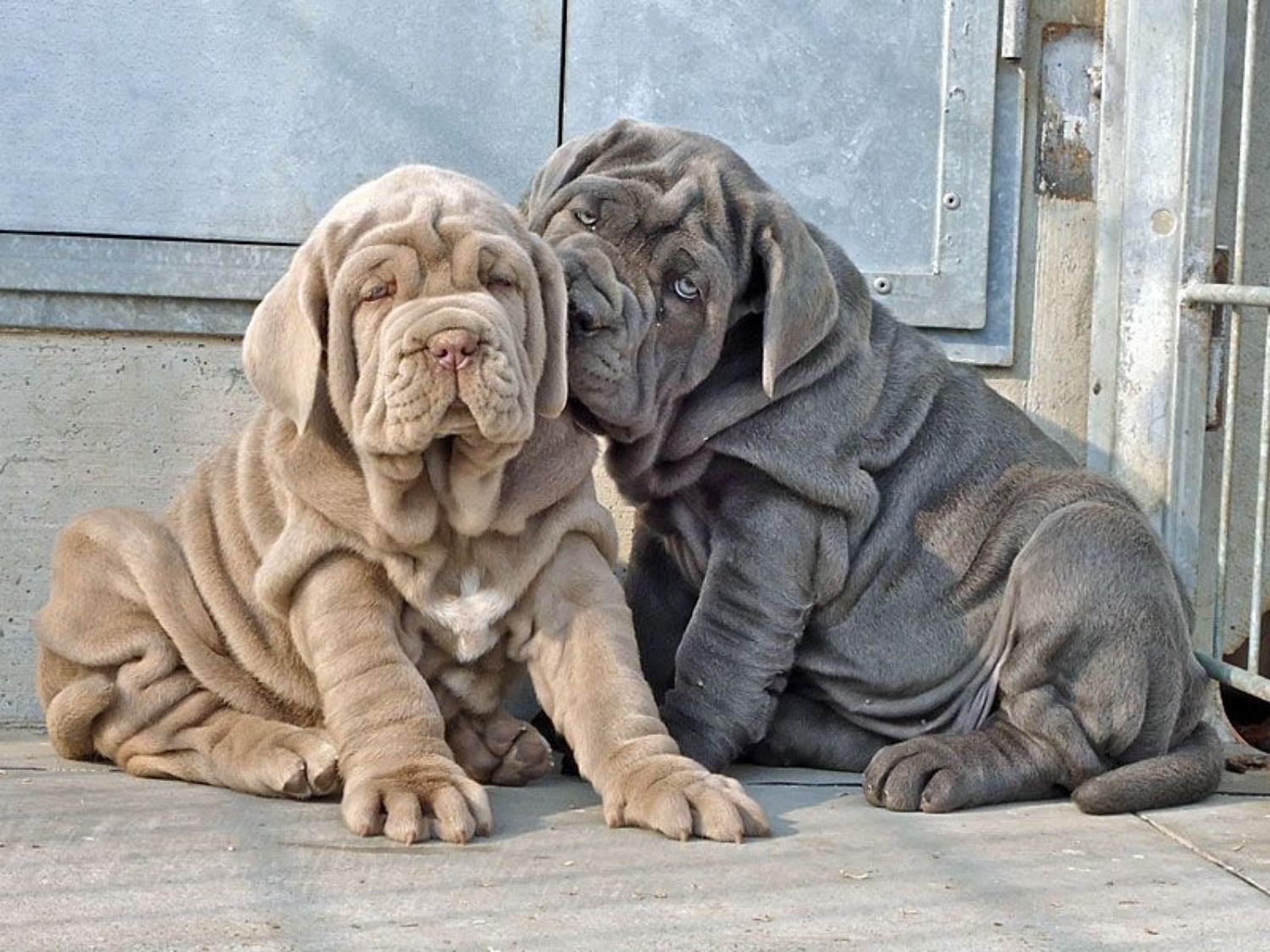 Why Do Mastiffs Have Loose Skin