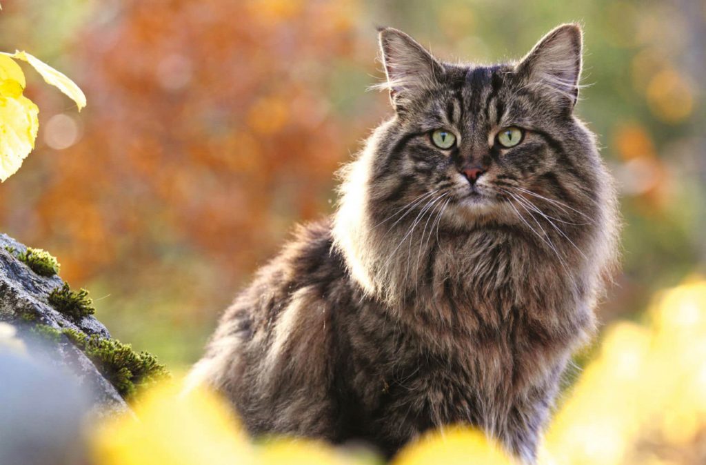 Large Cat Breeds 5 Cat Breeds You Wish You Owned BSB