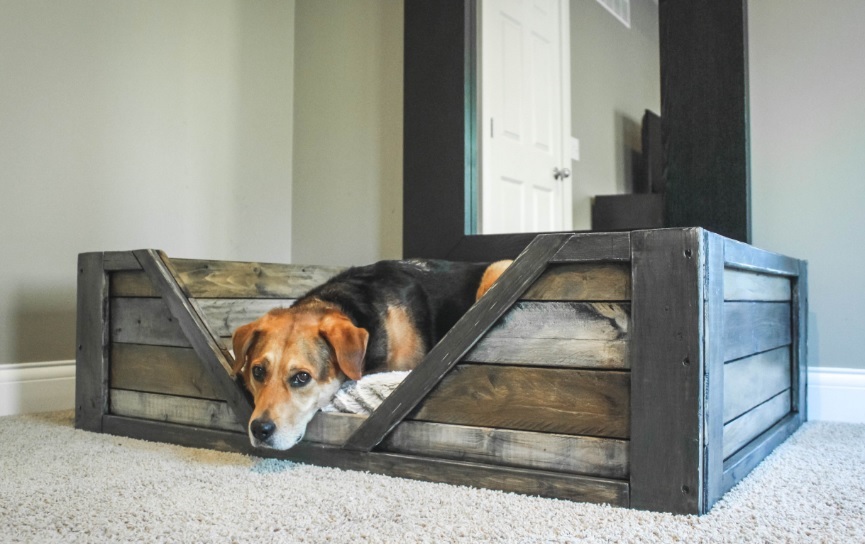 dog beds