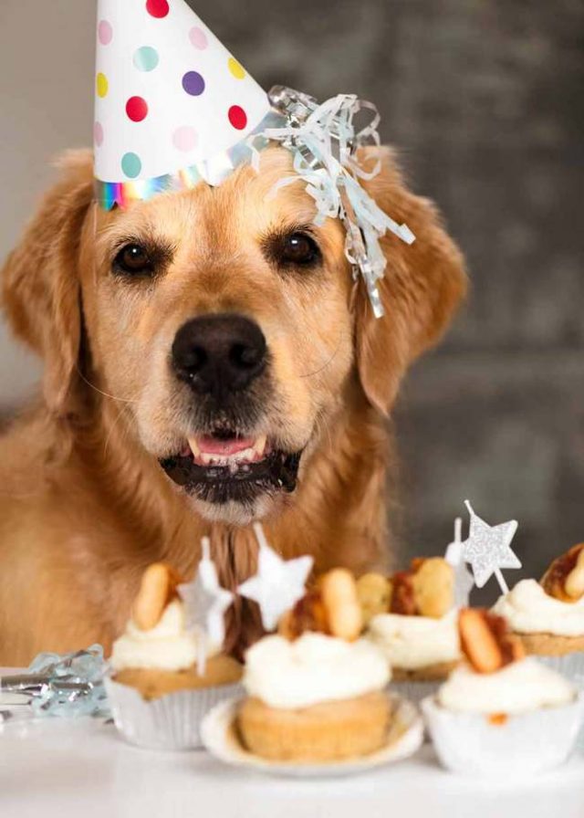 Dog Cake Recipes Top 10 Easy Dog Birthday Cake Ideas BSB
